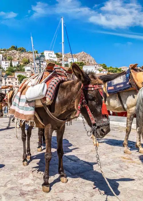 donkey at Hydra